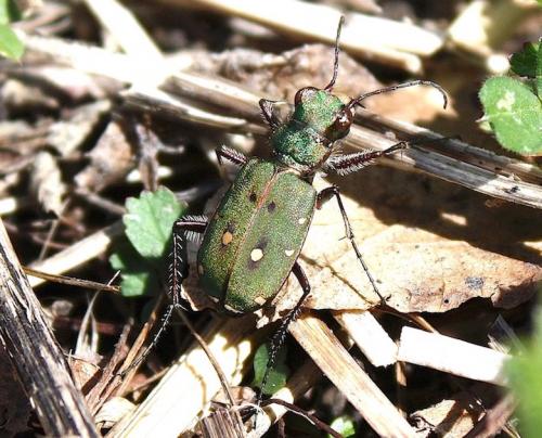 Réf. 239 253 : Cicindela campestris